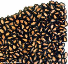 黑瓜子與五香瓜子 風味與文化的雙重魅力