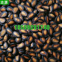 志源6P環(huán)保節(jié)能瓜子烘干機(jī) 打造五香瓜子的干燥利器